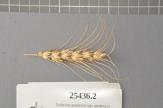 Click for 1 image(s) for this accession. Spike